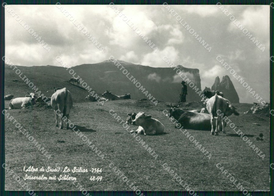 Bolzano Alpe di Siusi Mucche Foto FG cartolina KF1634 – fronte