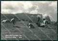 Bolzano Alpe di Siusi Mucche Foto FG cartolina KF1634 – fronte