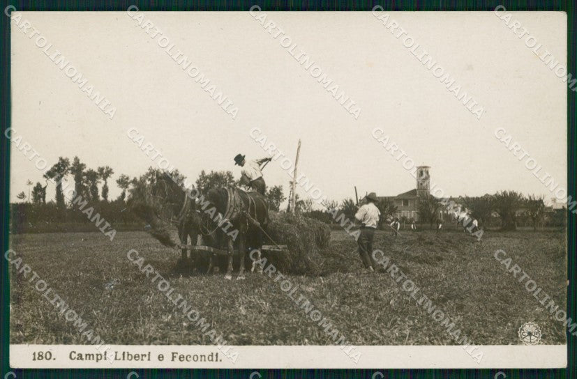 Ascoli Piceno San Benedetto del Tronto Mietitura NPG Foto cartolina KF2653 – fronte