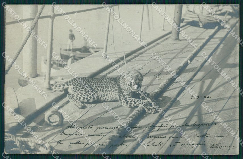 Imperia Sanremo porto leopardo Foto postcard cartolina KF3343 – fronte