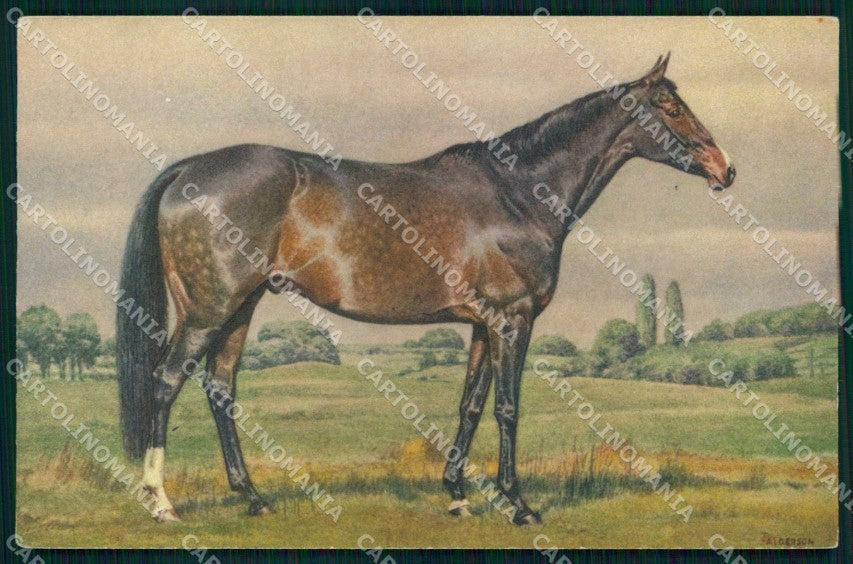 Artist Signed Alderson Horse Pferd Cavallo serie 143 cartolina KF6594 – fronte