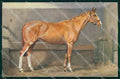 Artist Signed Alderson Horse Pferd Cavallo serie 147 cartolina KF6595 – fronte