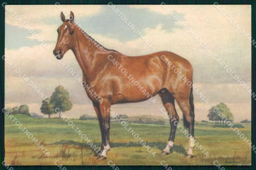 Artist Signed Alderson Horse Pferd Cavallo serie 146 cartolina KF6596 – fronte