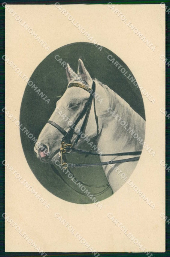 Artist Signed Horse Pferd Cavallo cartolina KF6604 – fronte