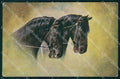 Artist Signed Horse Pferd Cavallo WRINKLES cartolina KF6681 – fronte