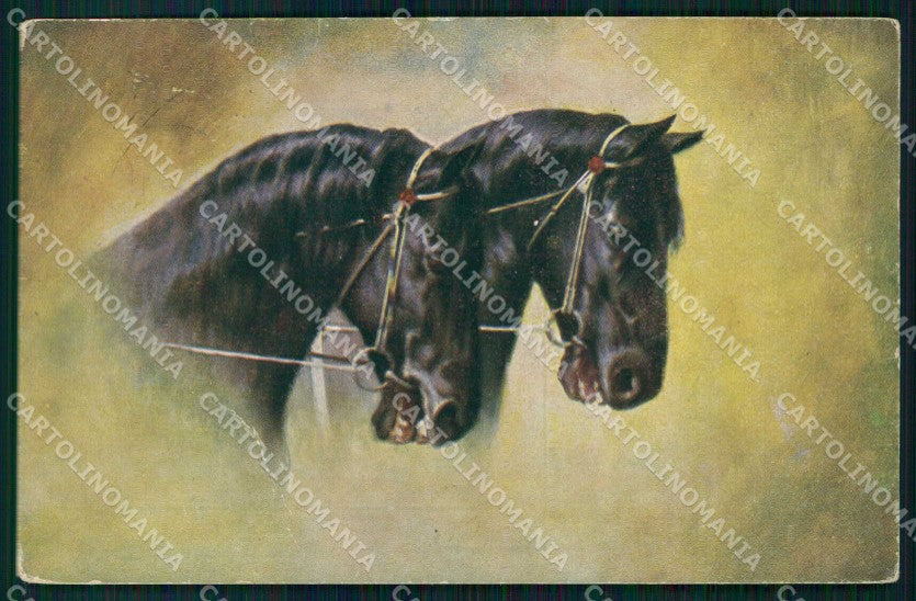 Artist Signed Horse Pferd Cavallo WRINKLES cartolina KF6681 – fronte