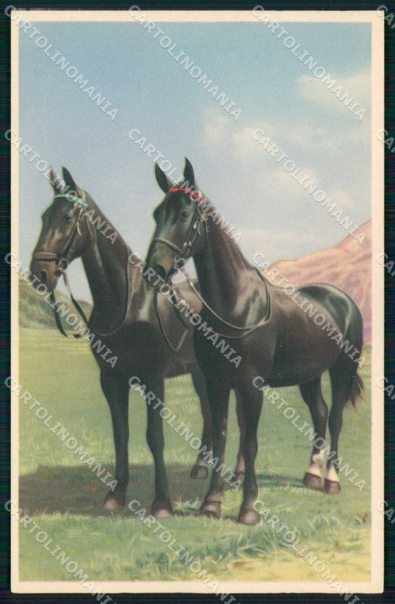 Artist Signed Horse Pferd Cavallo serie 842 cartolina KF6694 – fronte