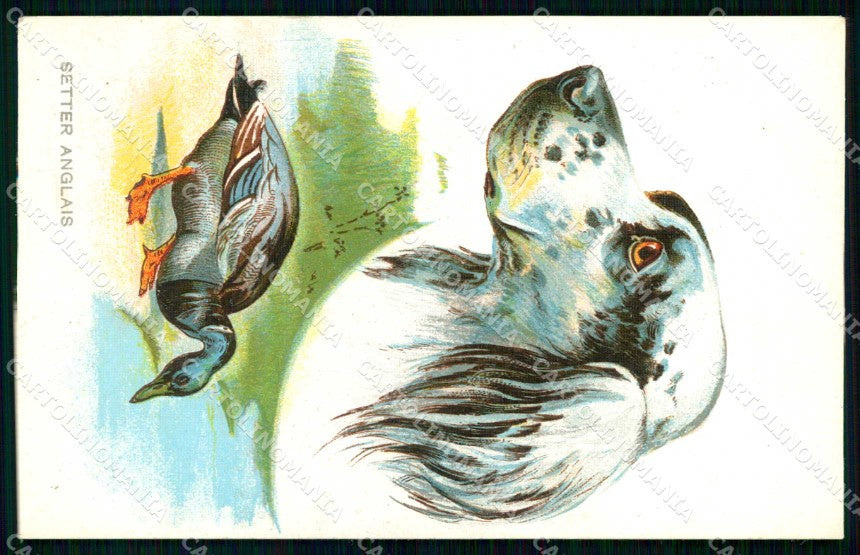 Artist Signed Norfini Hunting Dog Caccia Setter Cane 4089-5 cartolina KF6946 – fronte