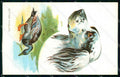 Artist Signed Norfini Hunting Dog Caccia Setter Cane 4089-5 cartolina KF6946 – fronte