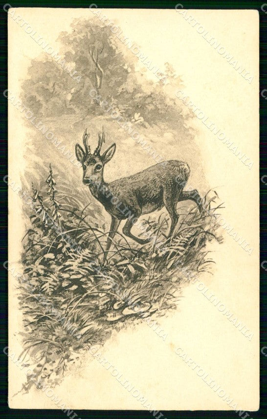 Animali Cervo Caccia Deer OPF cartolina KF7307 – fronte