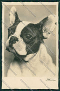 French Bulldog Dog Real Photo postcard KS2741 – fronte