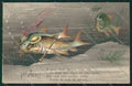 Artist April Dressed Fish relief postcard cartolina KS3711 – fronte
