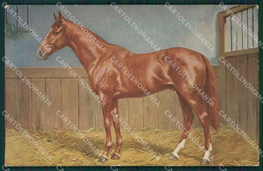 Horse PIN HOLE postcard cartolina KS4645 – fronte