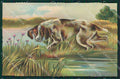 Artist Norfini Pointer dog postcard cartolina KS4833 – fronte