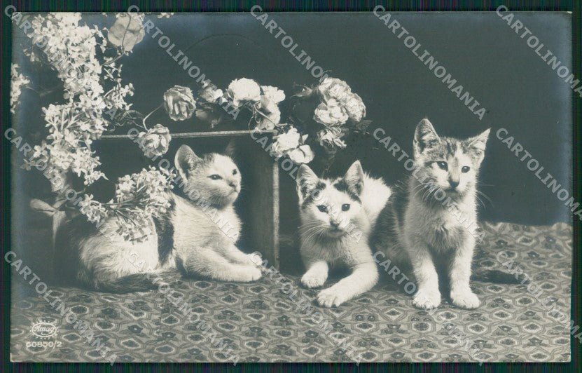 Gatto Cat foto Amag postcard cartolina KS4964 – fronte