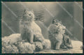 Gatto Cat foto postcard cartolina KS4965 – fronte