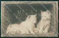 Gatto Cat foto postcard cartolina KS4966 – fronte