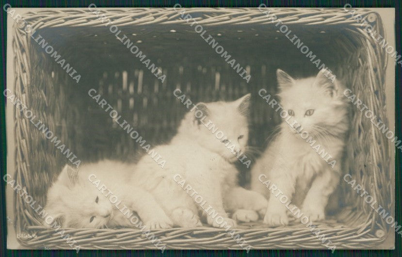 Gatto Cat foto postcard cartolina KS4966 – fronte