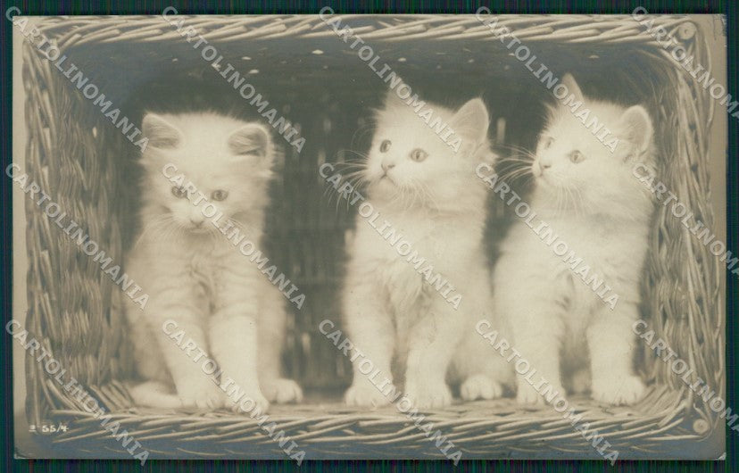Gatto Cat foto postcard cartolina KS4967 – fronte