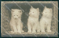 Gatto Cat foto postcard cartolina KS4967 – fronte
