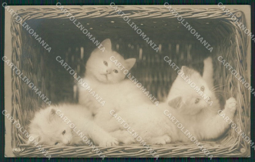 Gatto Cat foto postcard cartolina KS4968 – fronte