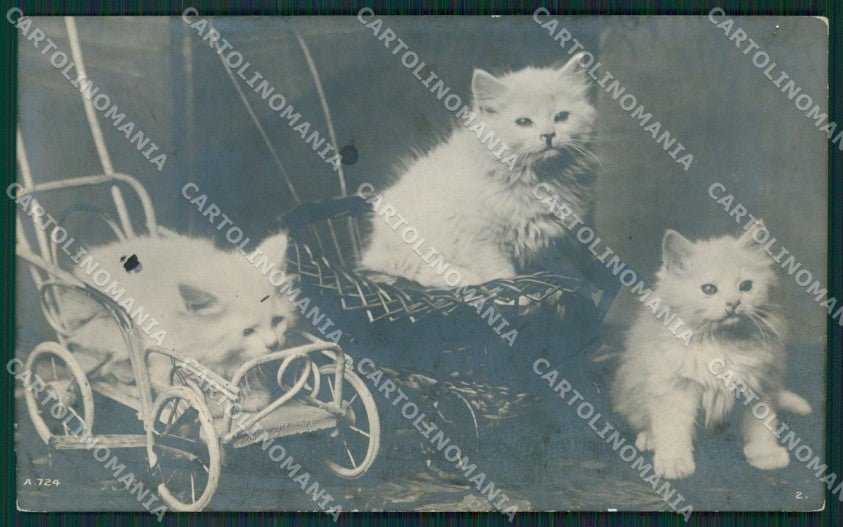 Gatto Cat foto postcard cartolina KS4969 – fronte