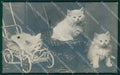 Gatto Cat foto postcard cartolina KS4969 – fronte