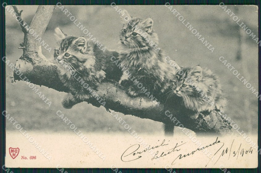 Gatto Cat postcard cartolina KS4978 – fronte