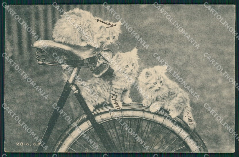 Gatto Cat postcard cartolina KS4986 – fronte