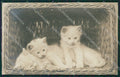 Gatto Cat foto postcard cartolina KS4989 – fronte