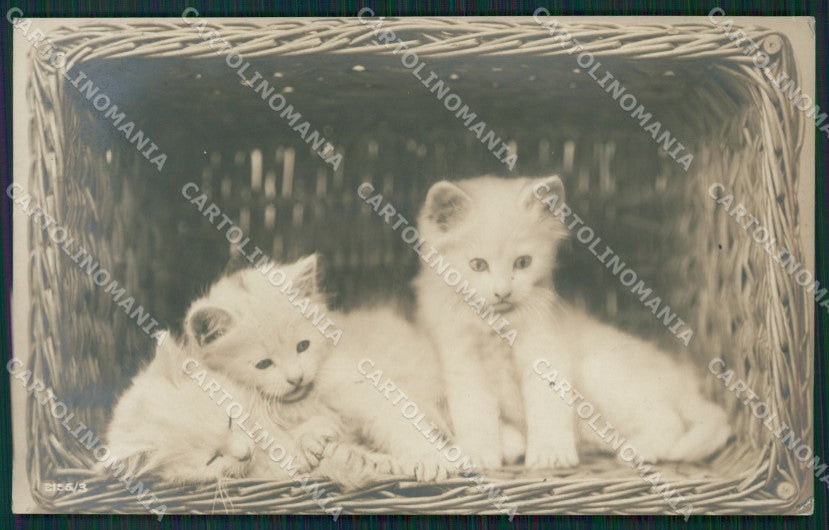 Gatto Cat foto postcard cartolina KS4989 – fronte