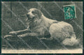 Chien des Pyrenees dog cane postcard cartolina KS4990 – fronte