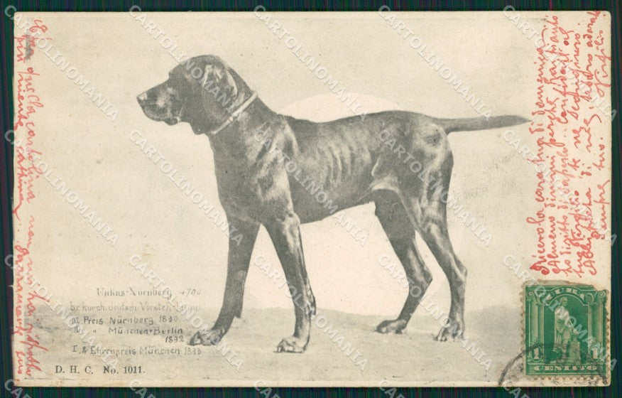 Hund Caccia dog cane postcard cartolina KS4992 – fronte