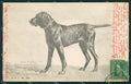 Hund Caccia dog cane postcard cartolina KS4992 – fronte