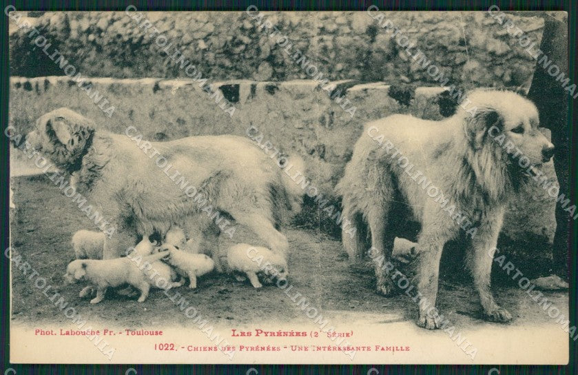 Chien des Pyrenees dog cane postcard cartolina KS4993 – fronte