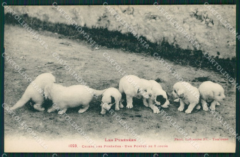 Chien des Pyrenees dog cane postcard cartolina KS4994 – fronte