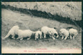 Chien des Pyrenees dog cane postcard cartolina KS4994 – fronte
