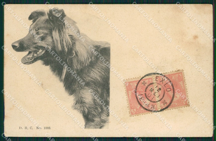 Dog Collie cane postcard cartolina KS4998 – fronte