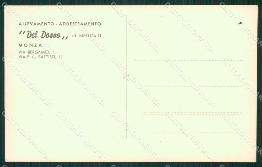 Pastore Tedesco German Shepherd dog cane Allevamento Monza foto cartolina KS4999 – retro