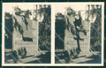 Pastore Tedesco German Shepherd dog cane Allevamento Monza foto cartolina KS5000 – fronte