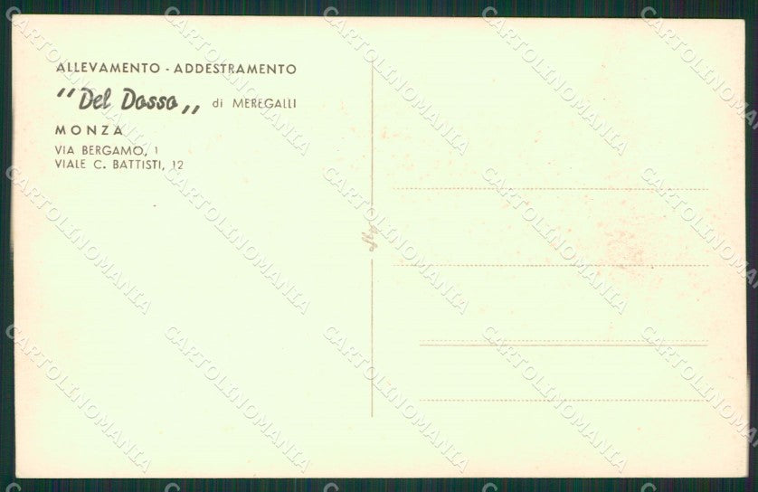 Pastore Tedesco German Shepherd dog cane Allevamento Monza foto cartolina KS5000 – retro