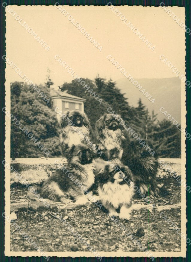 Pechinese Pekingese dog Foto RPPC FG postcard cartolina KS5142 – fronte