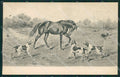 Artist Wright? Horse MM Vienne serie 222 postcard cartolina KS6041 – fronte