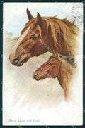 Artist Wardle Horse serie 1117 postcard cartolina KS6085 – fronte