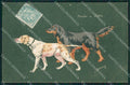 Artist Espinasse dog Pointer Setter postcard cartolina KS6091 – fronte