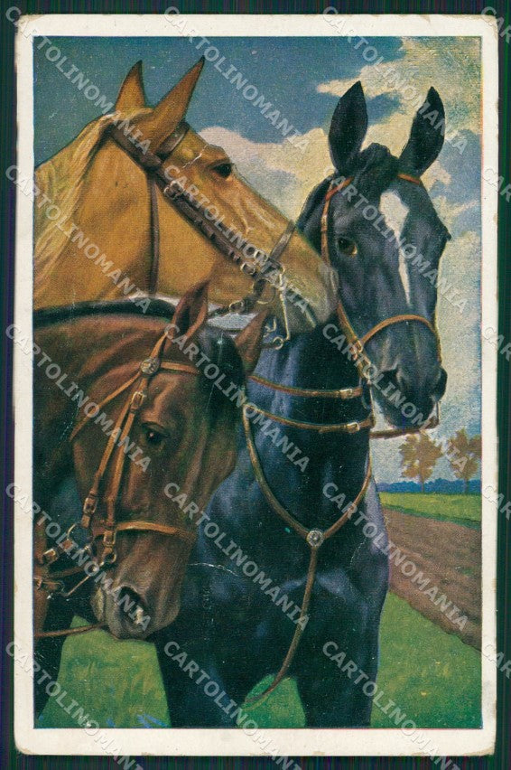 Horse CREASE serie 624 postcard cartolina KS6113 – fronte