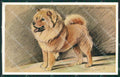 Mac Lucy Dawson Chow Chow dog Valentine postcard cartolina KS6293 – fronte