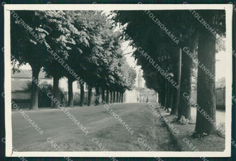 Pavia Mede Viale Alberato Bozza FG foto cartolina KS7730 – fronte