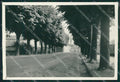 Pavia Mede Viale Alberato Bozza FG foto cartolina KS7730 – fronte