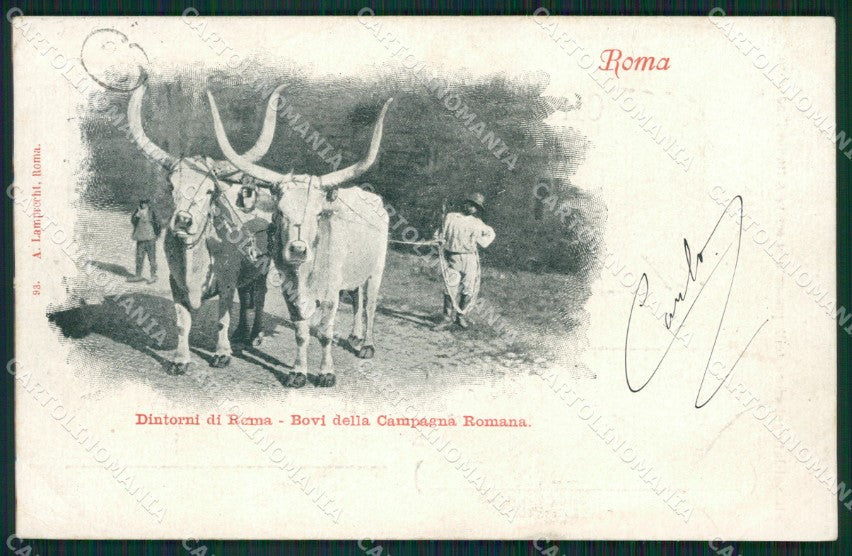 Roma Buoi Campagna Romana cartolina KVM0820 – fronte